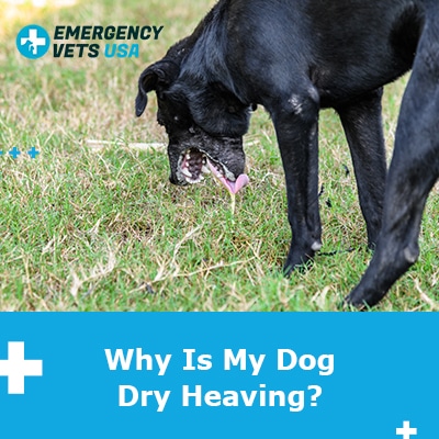 why does my dog dry heave a lot