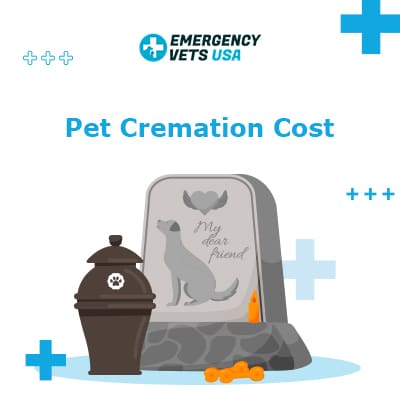 The Average Pet Cremation Cost What To Expect