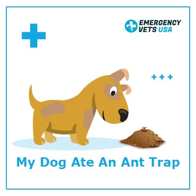 is hot shot ant bait harmful to dogs