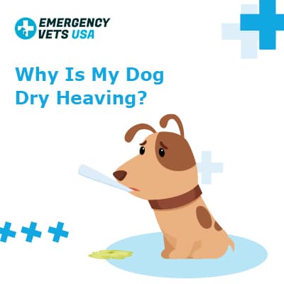 why does my dog dry heave a lot