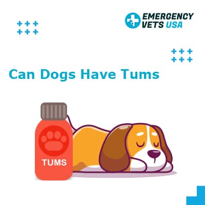 Can Dogs Have Tums