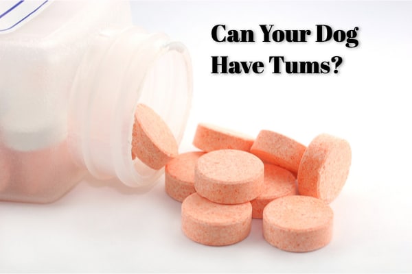 can a dog have tums for upset stomach