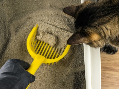 Cat Box with poop