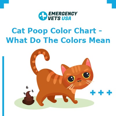 Cat Poop Color Chart