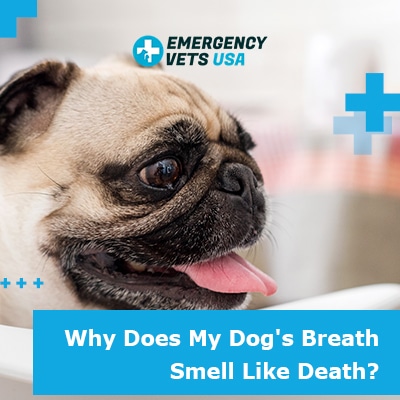 Why Does My Dog's Breath Smell Like Death? How To End This Problem