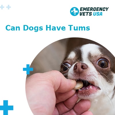 can i give my pregnant dog tums for calcium