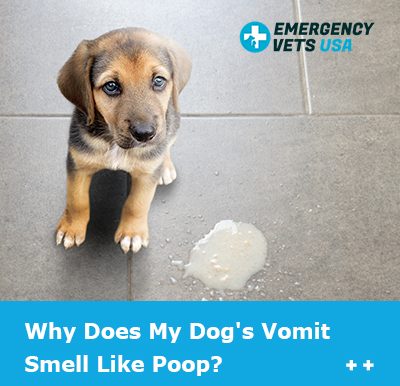 Dogs Vomit Smells Like Poop