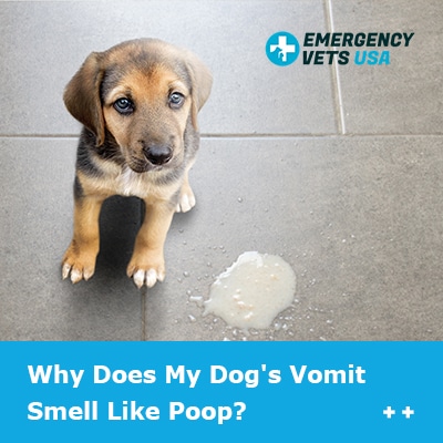 Why Does My Dog's Vomit Smell Like Poop? 