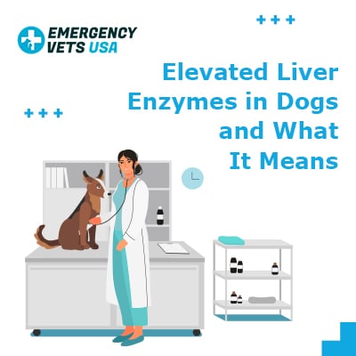 high liver enzymes in dogs causes and treatment