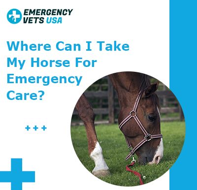 Emergency Vet For Horses