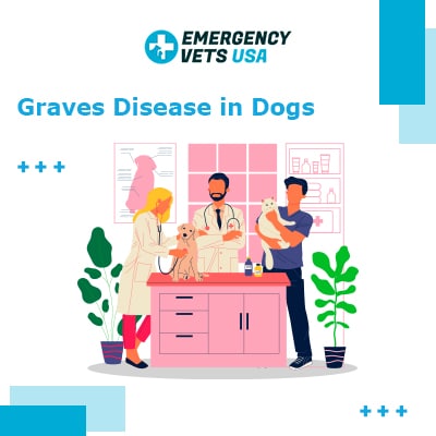 Graves Disease in Dogs