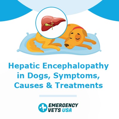 Hepatic Encephalopathy in Dogs