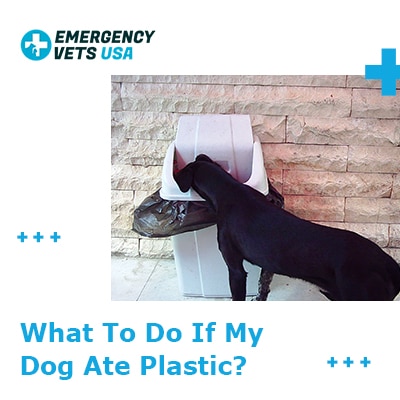 can dogs eat plastic