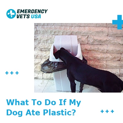 what happens if your dog eats plastic