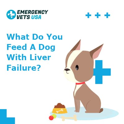 What Do You Feed A Dog With Liver Failure