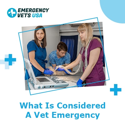 What Is Considered A Pet Emergency? (Top 8 Emergencies)