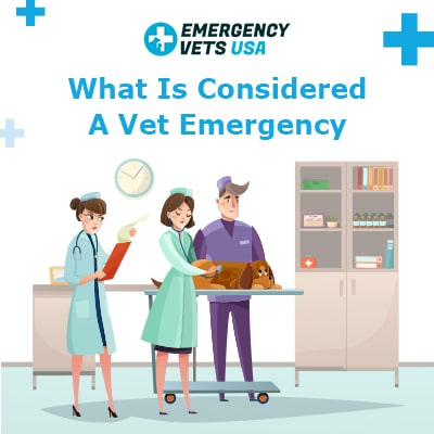 What Is Considered A Pet Emergency? (Top 8 Emergencies)