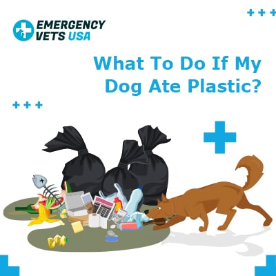 are plastic bottles safe for dogs