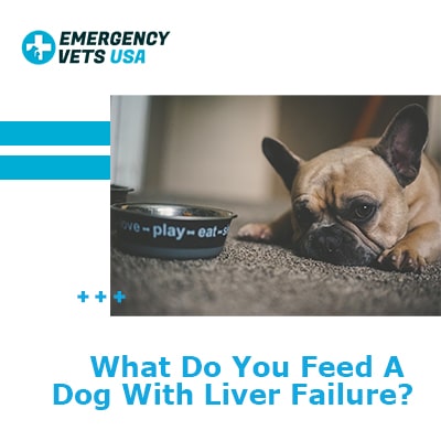 What Do You Feed A Dog With Liver Failure