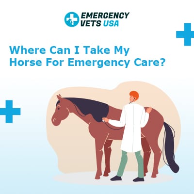 Where Can I Take My Horse For Emergency Care