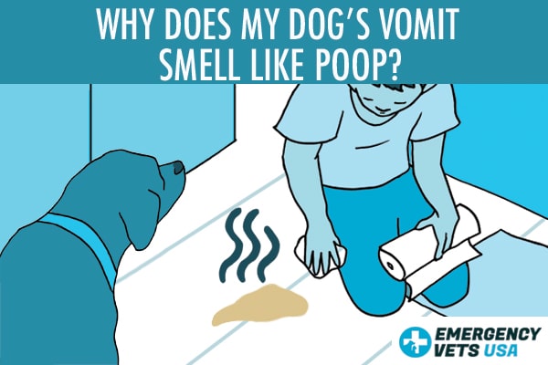 Dog store vomiting poop