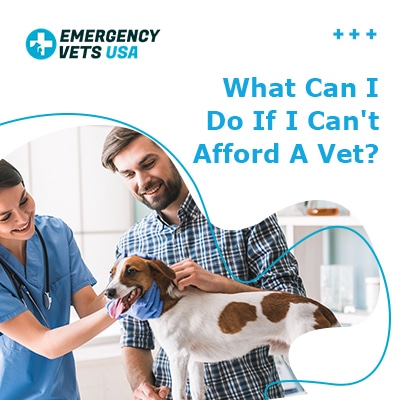 What Can I Do If I Can't Afford A Vet? Get Help With Vet Bills