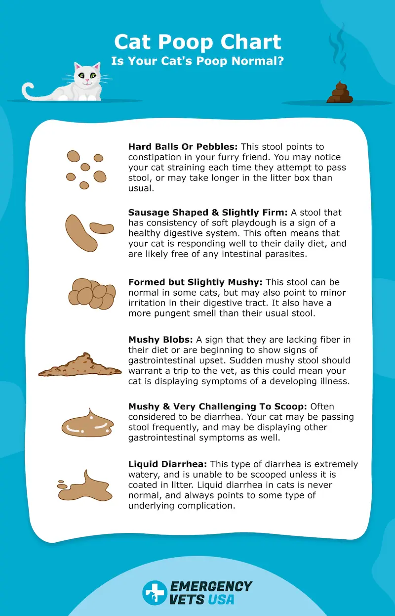 Cat Poop Chart - What Does Your Cats Poop Look Like