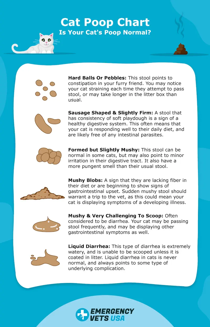 Signs of constipation in hot sale kittens