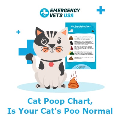 Cat Poop Chart - What Does Your Cats Stool Mean