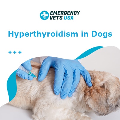 hyperthyroidism in dogs