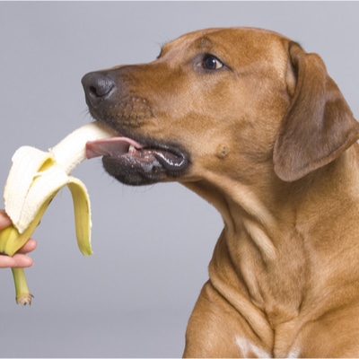 Dog Eating A Banana