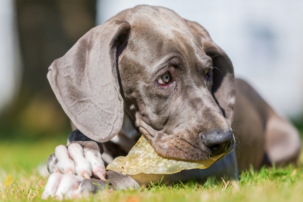 Dog Eating A Pig Ear