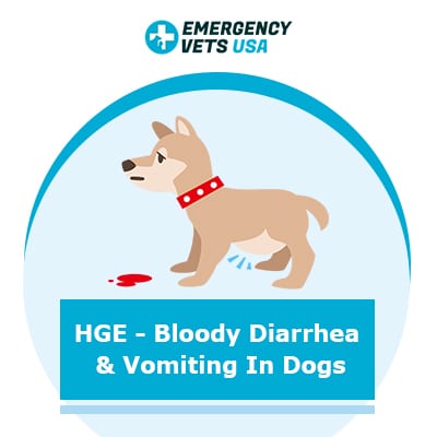 how do dogs get hemorrhagic gastroenteritis