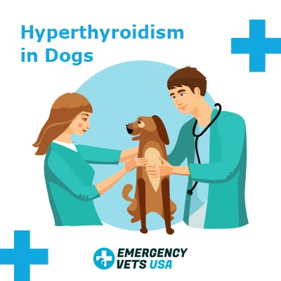 Hyperthyroidism in Dogs
