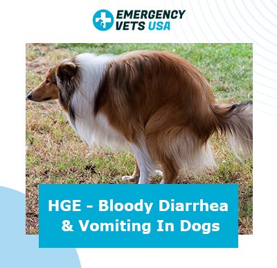 What Is HGE in Dogs