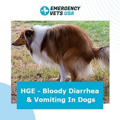 how do dogs get hemorrhagic gastroenteritis