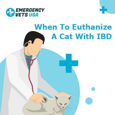 Treatment for irritable outlet bowel syndrome in cats