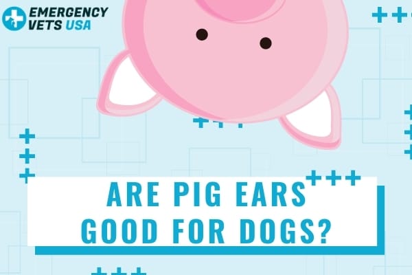 Are Pig Ears Good For Dogs