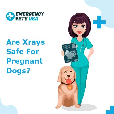 when can you xray for puppies