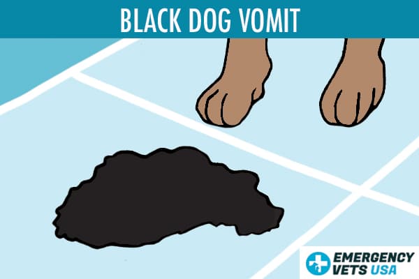 Black Dog Vomit