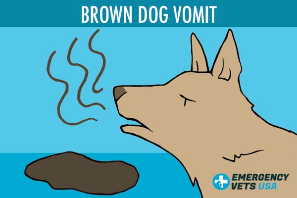 Brown Dog Vomit