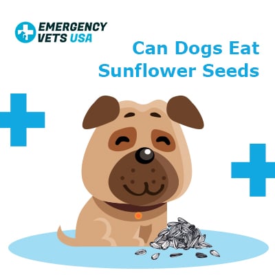 Are sunflower seeds ok for outlet dogs