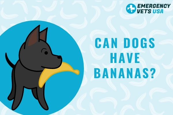 Can My Dog Have A Banana