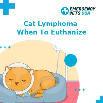 Cat hotsell lymphoma prognosis