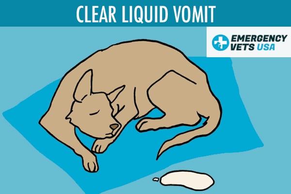 why do dogs throw up clear liquid