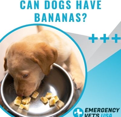 Dog Eating A Banana
