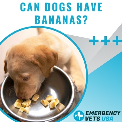 Can Dogs Eat Bananas? How About The Peel? This Can Be A Good Treat