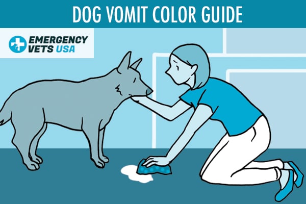 what does it mean when dog vomits yellow