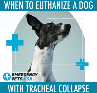 Euthanize A Dog With Tracheal Collapse