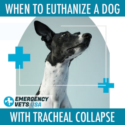 is collapsed trachea in dogs painful